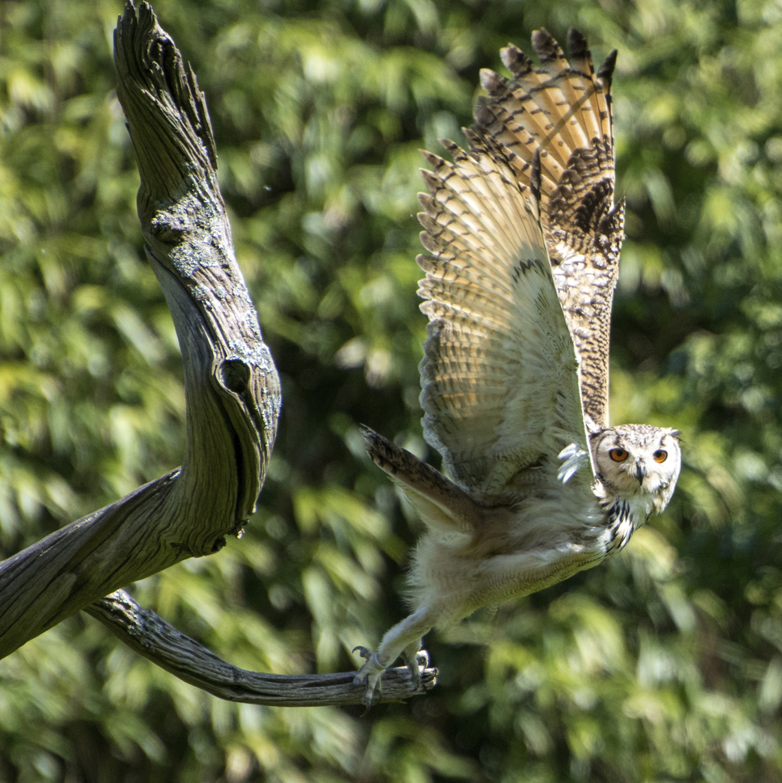 1st - Take Off  by Bill Ferguson