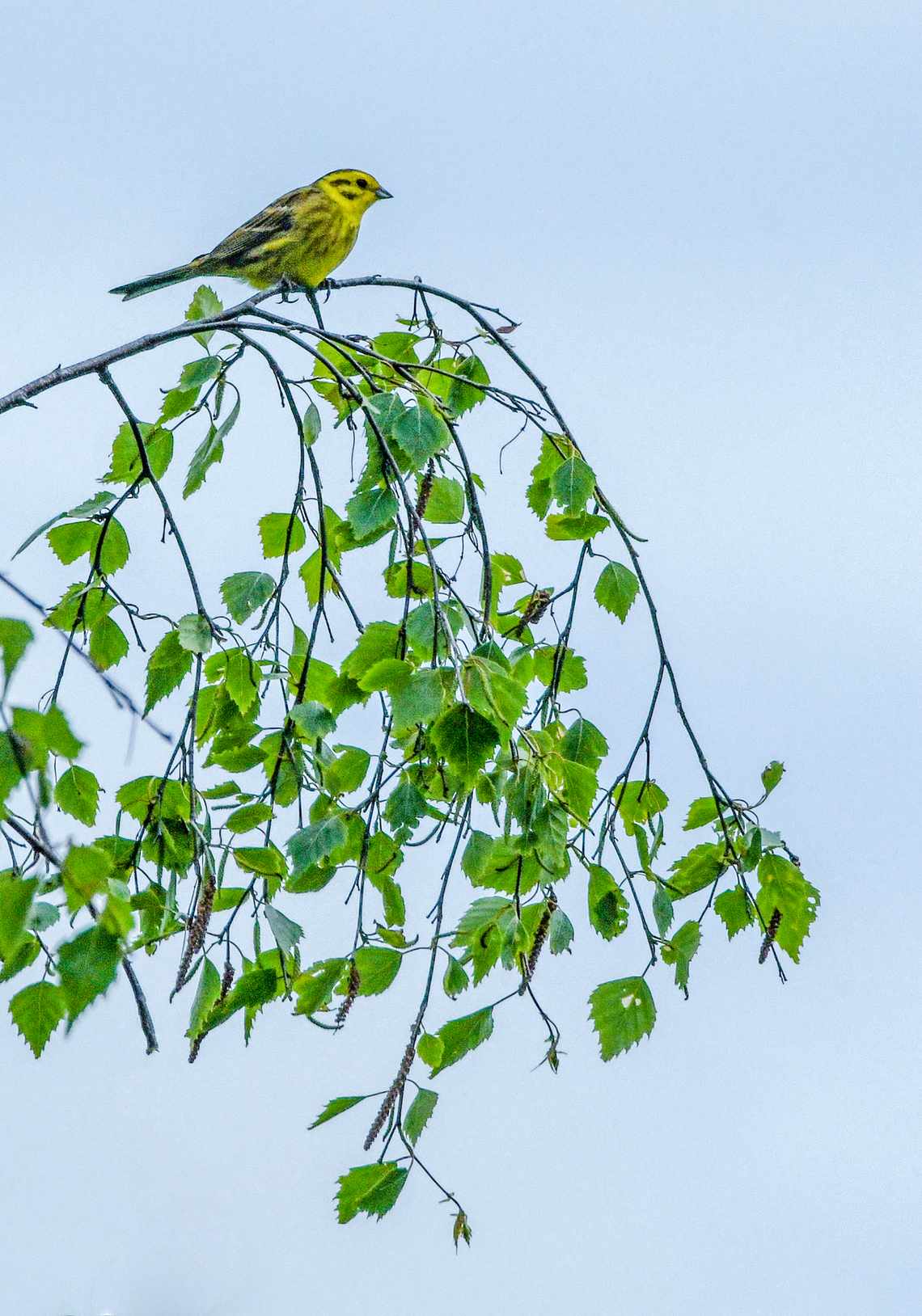 3rd - Yellowhammer By Kevin Hilton