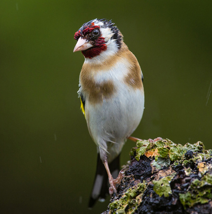 5th Goldfinch in the rain by Val Johnston