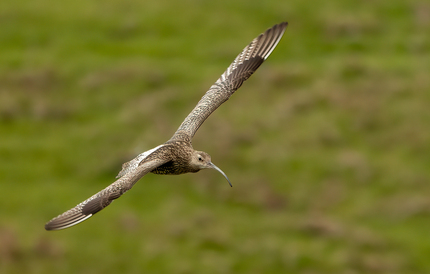 Curlew in Flight by John Austin