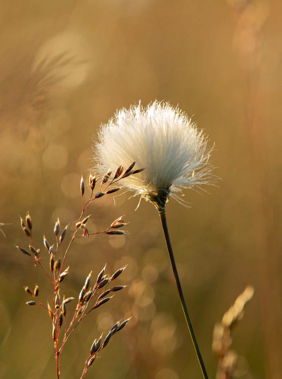 HC - Cotton Grass by Barbara Austin