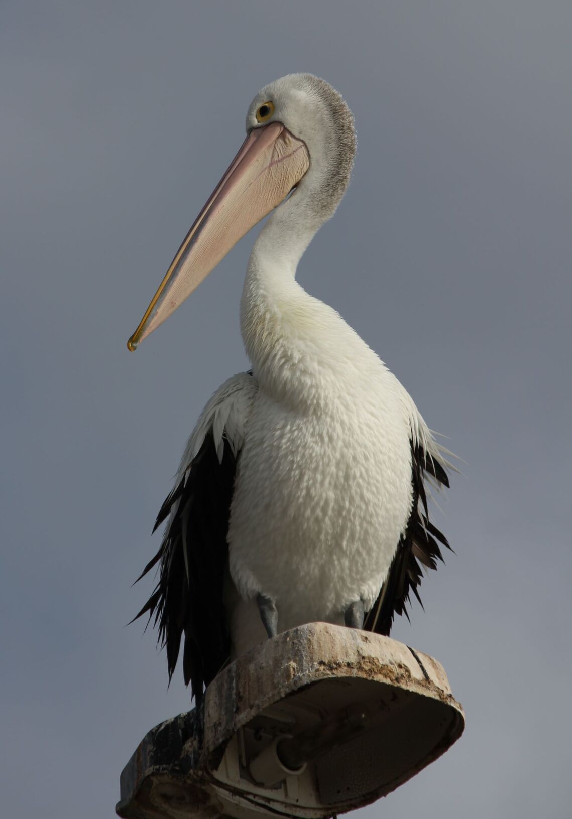 HC - Pelican in evening light - Lesley Parsons