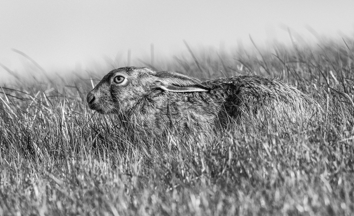 Laying Low by John Austin