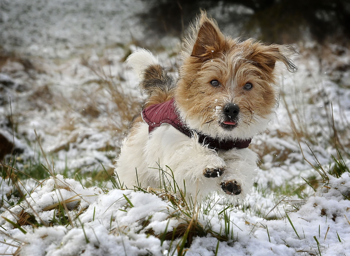 Snow Dog by Bob Turner