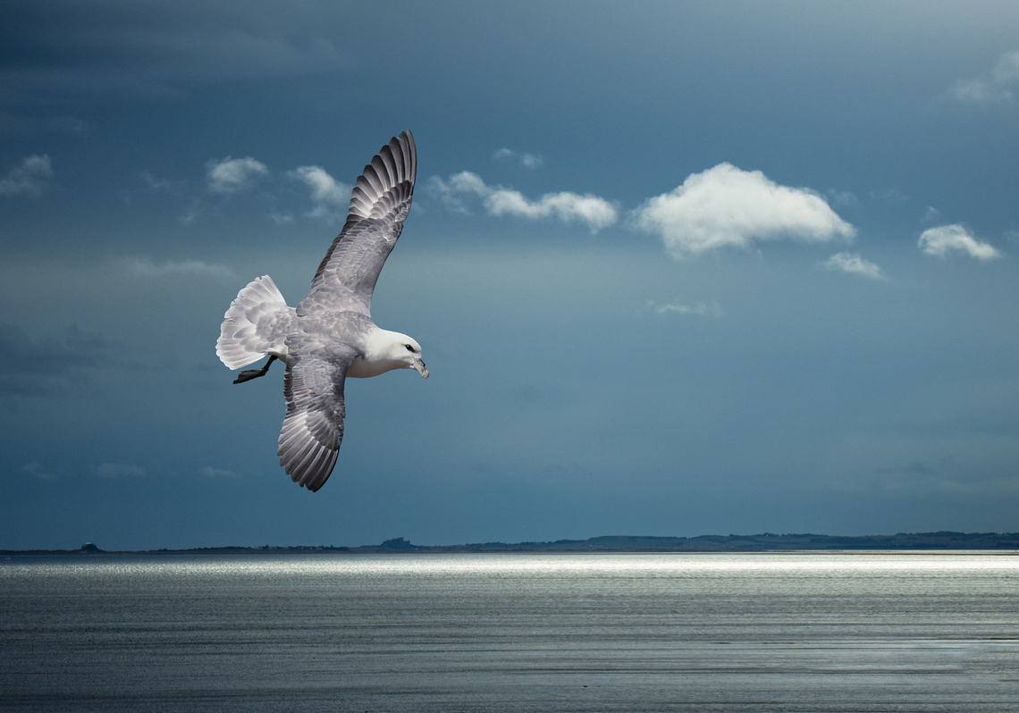 Fulmar By Kevin Hilton